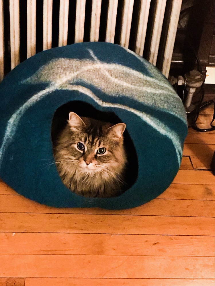 Boris in his cat house