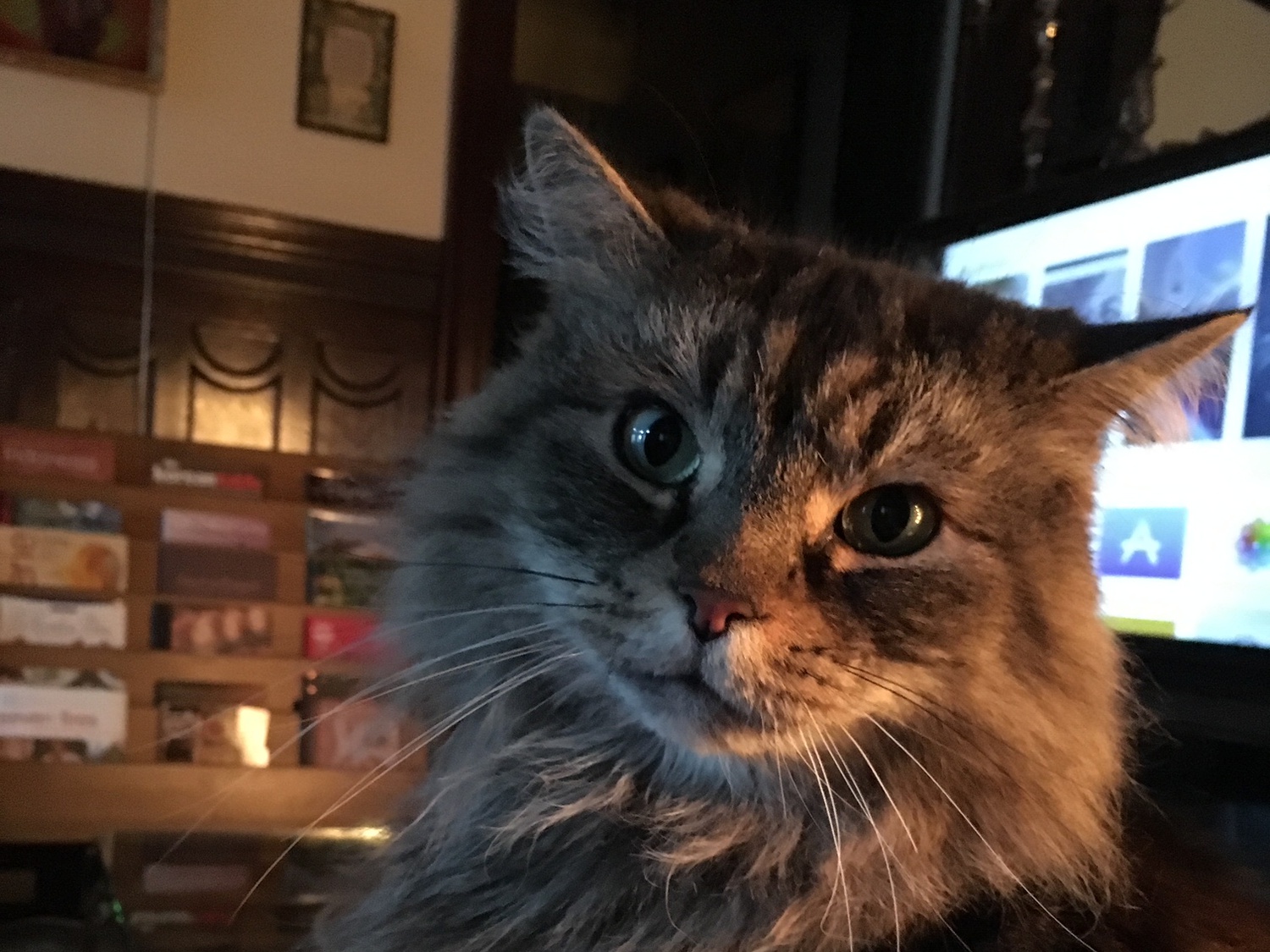 Boris knows how to strike a pose for the camera.