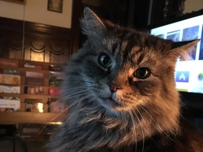 Cover image for Pets of Harvard Boris