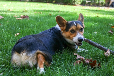Cover image for Pets of Harvard: Oshie the Corgi