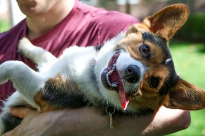 Cover image for Pets of Harvard, 2019