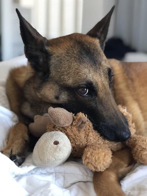 Cover image for Bailey with Toy