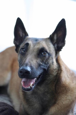 Cover image for Pets of Harvard: Bailey
