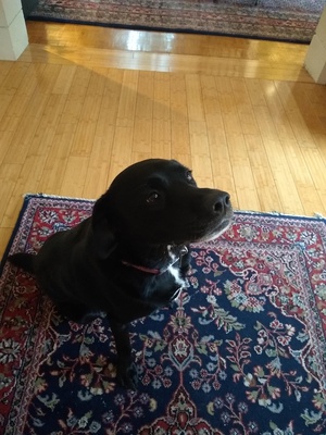 Cover image for Piper Dog 1