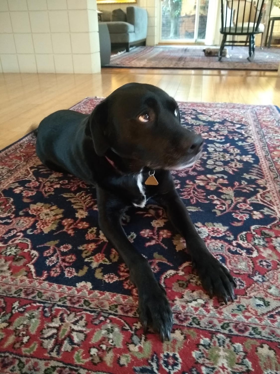 Can you say no to those eyes and that waggily tail? Didn't think so.
