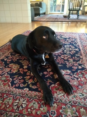 Cover image for Piper Dog 2