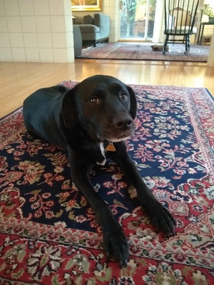 Cover image for Piper Dog 3