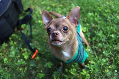 Cover image for Pets of Harvard: Jerry