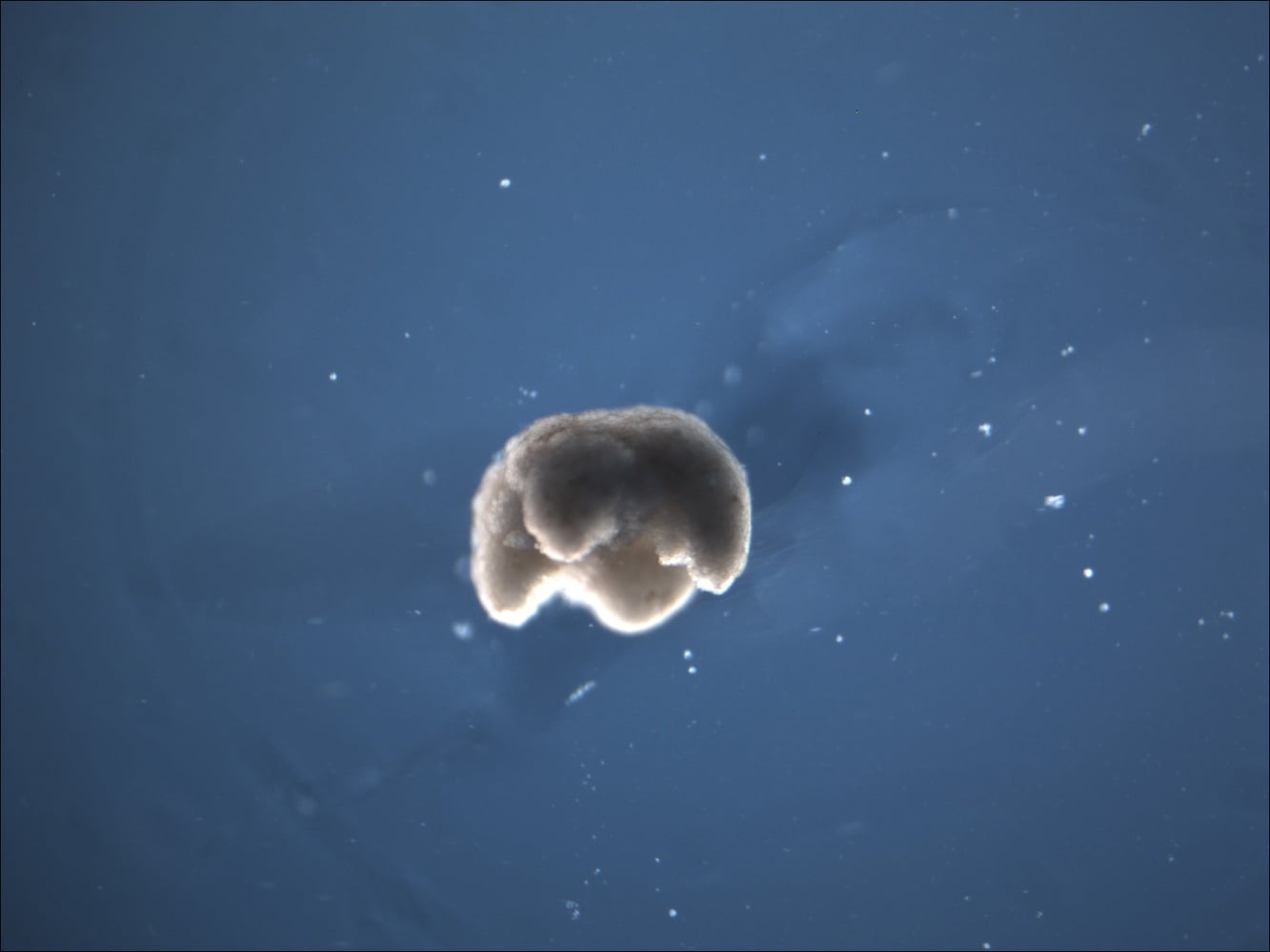 Researchers at Harvard, Tufts, and the University of Vermont created robots that live and die by combining programming and live from cells.