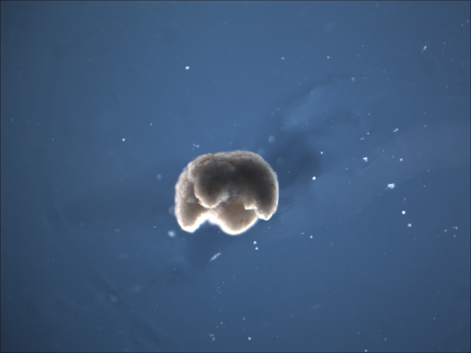 Researchers at Harvard, Tufts, and the University of Vermont created robots that live and die by combining programming and live from cells.