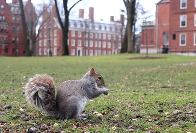 Cover image for In Photos: Cambridge During the Coronavirus Pandemic