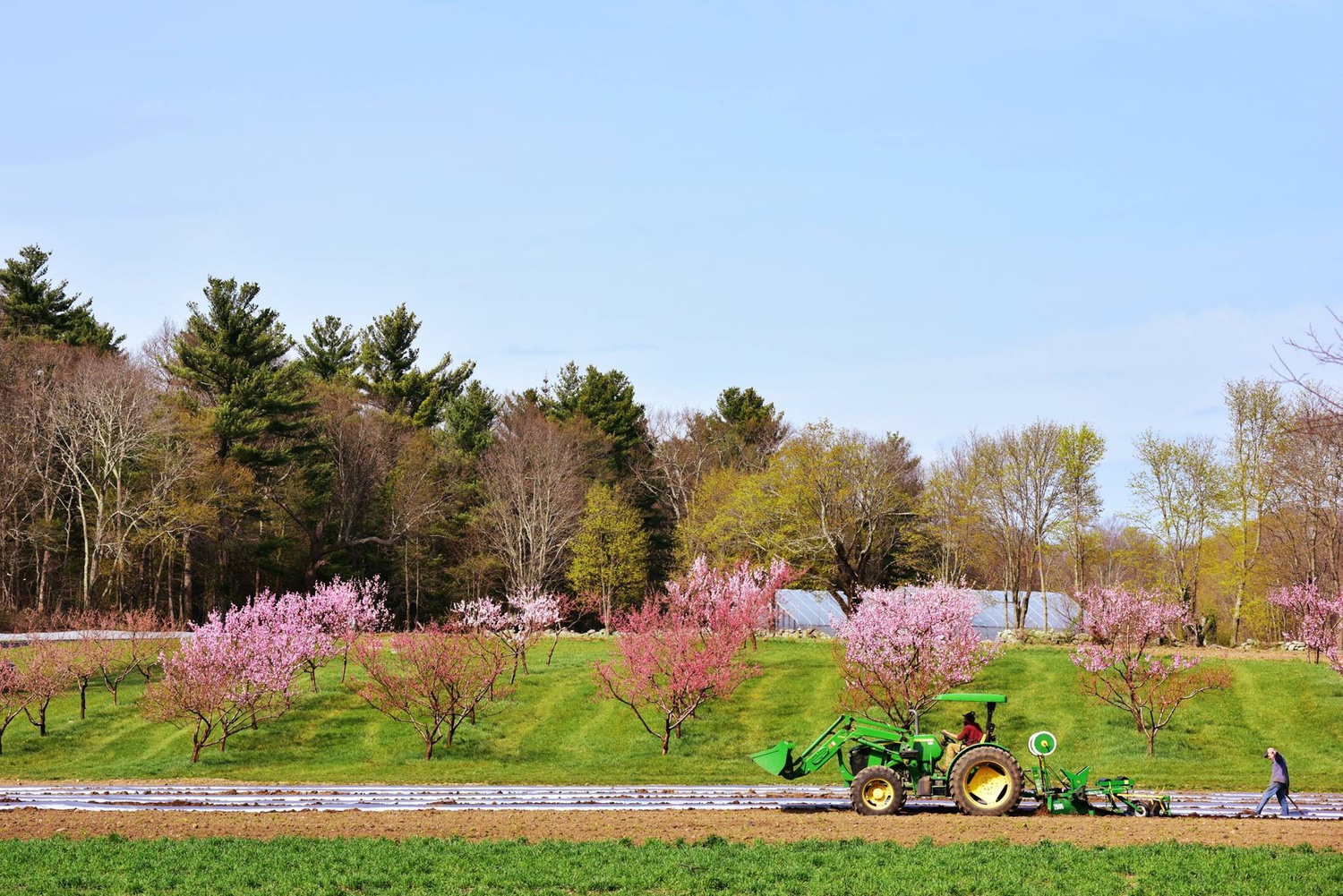 Rory O'Dwyer's Langwater Farms provides some of Harvard's supply of vegetables.