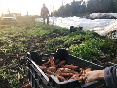 Cover image for A Surplus with Few Buyers