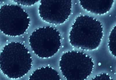 Cover image for Catalytic Coating