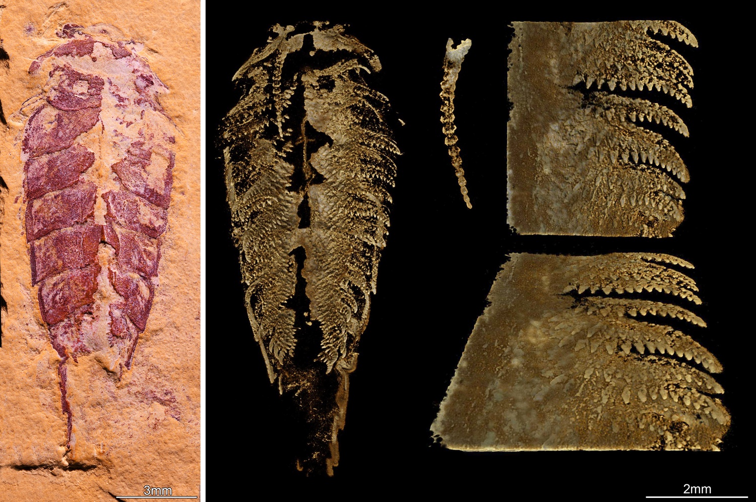 A new Harvard study shed light on the evolution of arthropods.