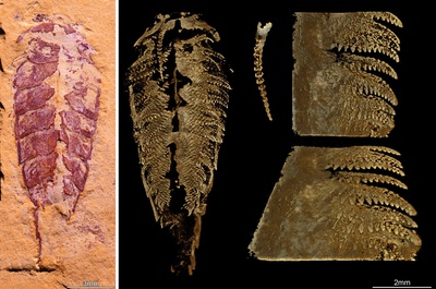 Cover image for OEB Professor Ortega-Hernández Discovers Ancient Arthropod Species