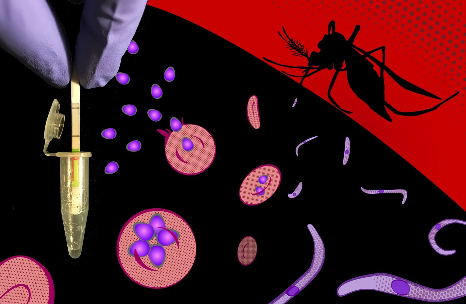 Researchers at the Wyss Institute and MIT developed a novel diagnostic test that can differentiate between species of malaria.