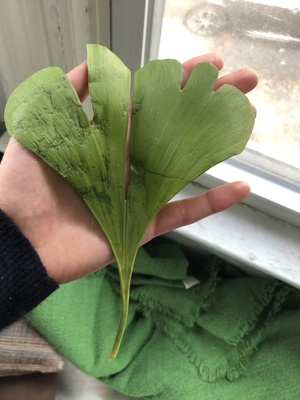Cover image for An Auspicious Gingko Leaf