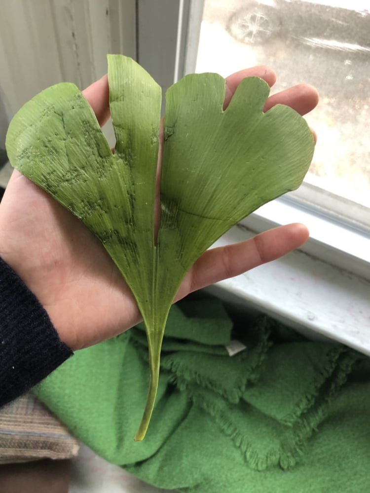 "Over the coming days, as the tallies gingerly roll in, I check the leaf. It tears at the stem; Biden is down in Pennsylvania. Its green darkens; Biden is up in Nevada. "