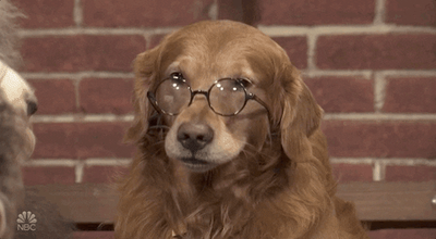 Cover image for How to: Cope With Missing Your Pets