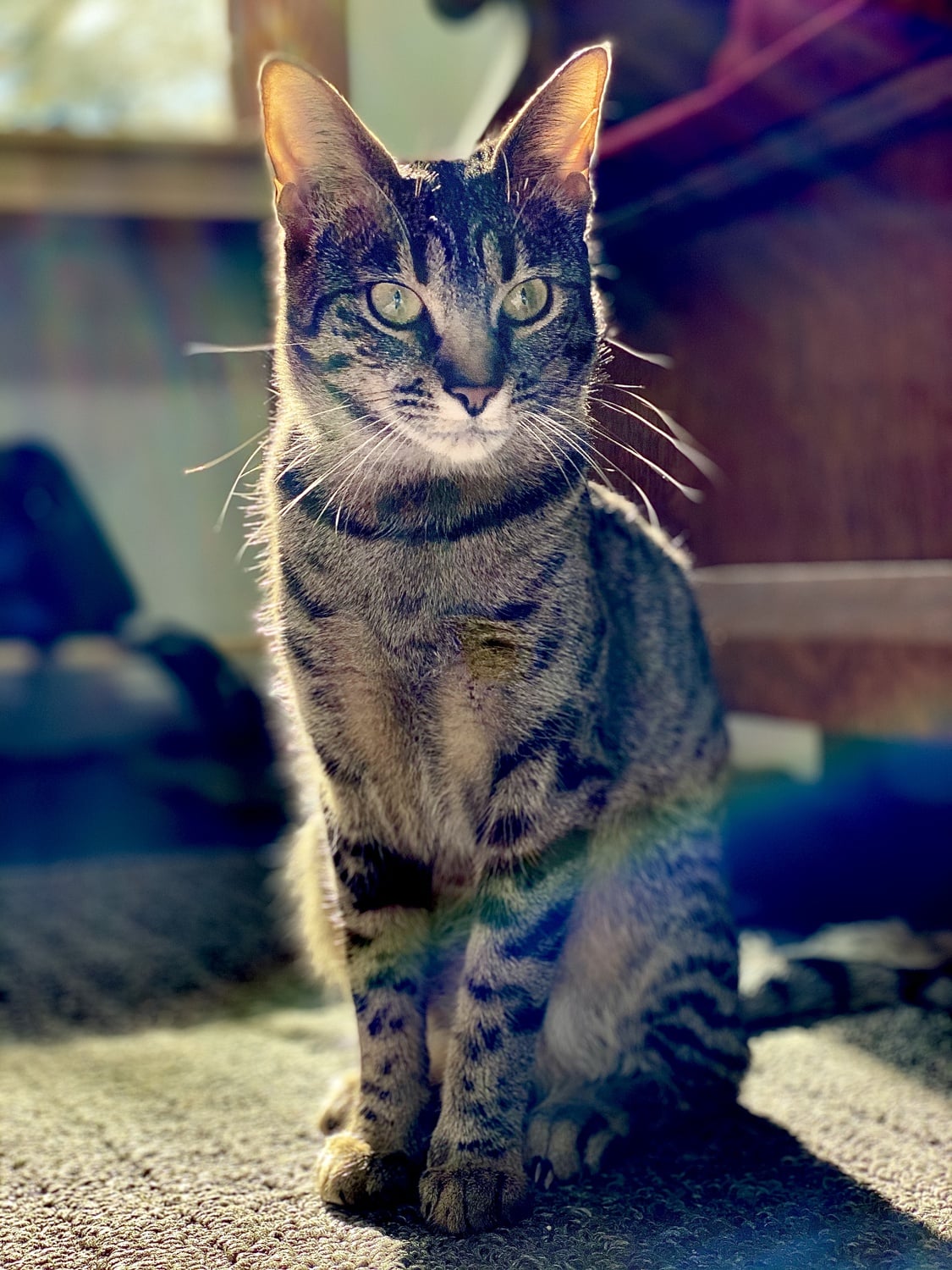 Jiji, one of Talia M. Blatt's two cats, in the sunlight.