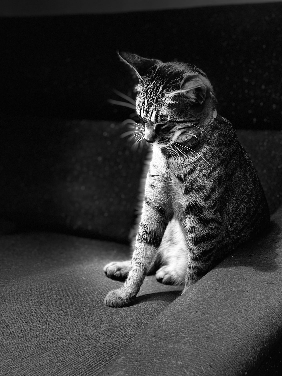 Jiji sitting on a couch.