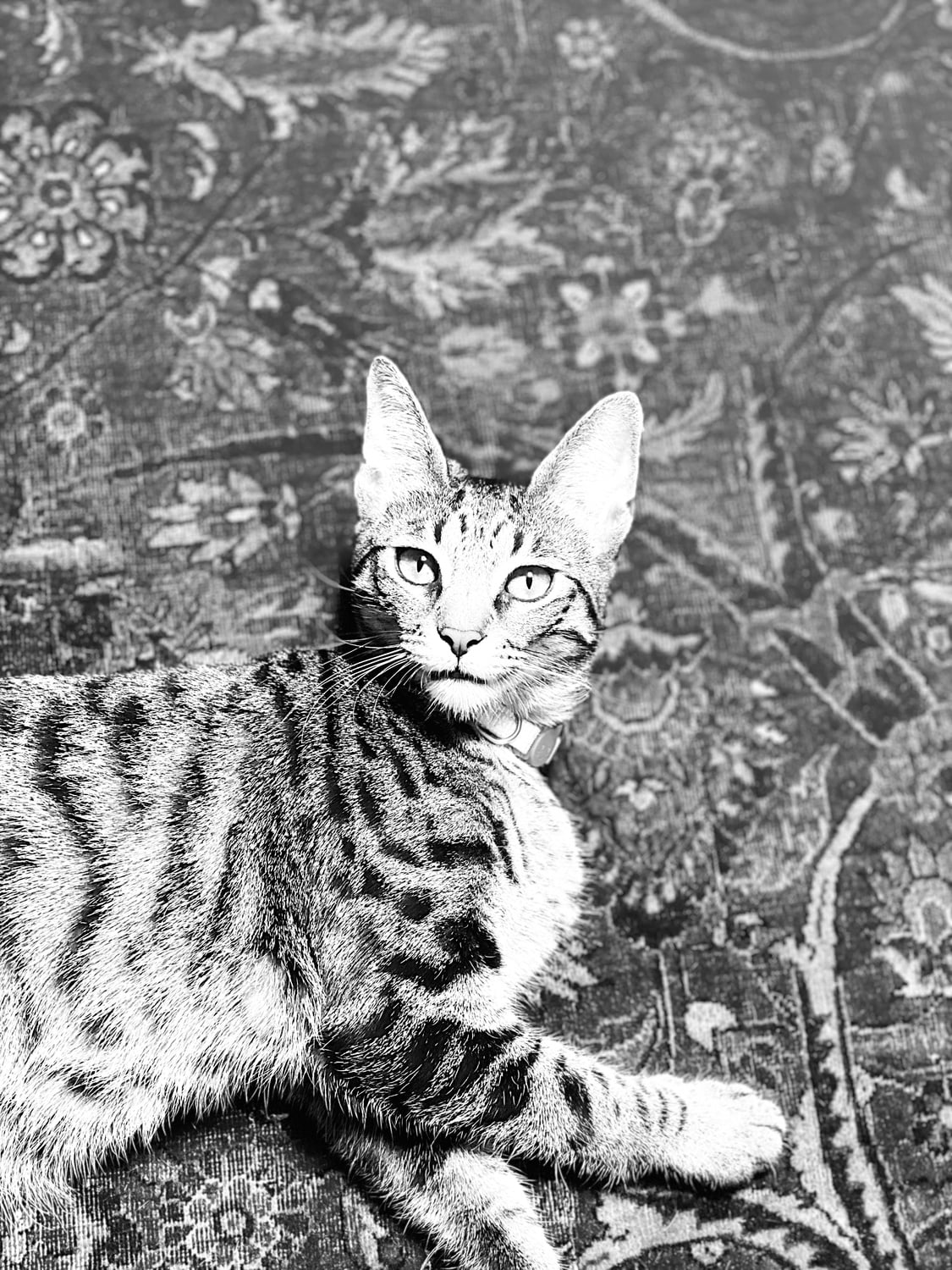 Kiki lying on a carpet.