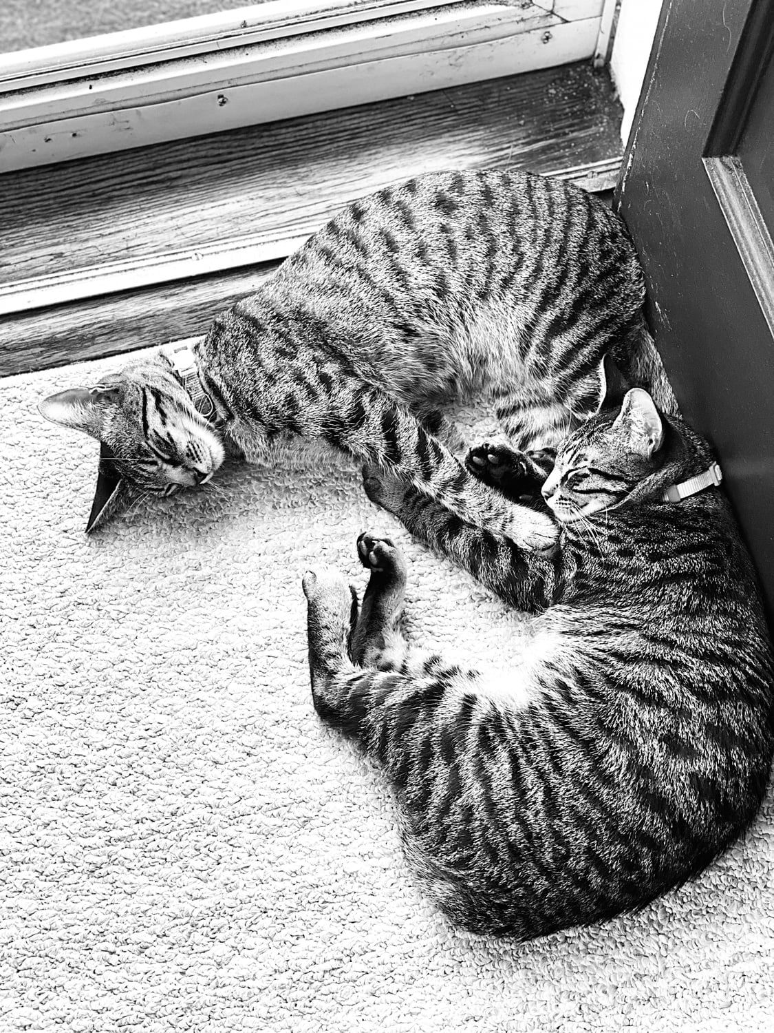 Jiji and Kiki curled up near a doorway.