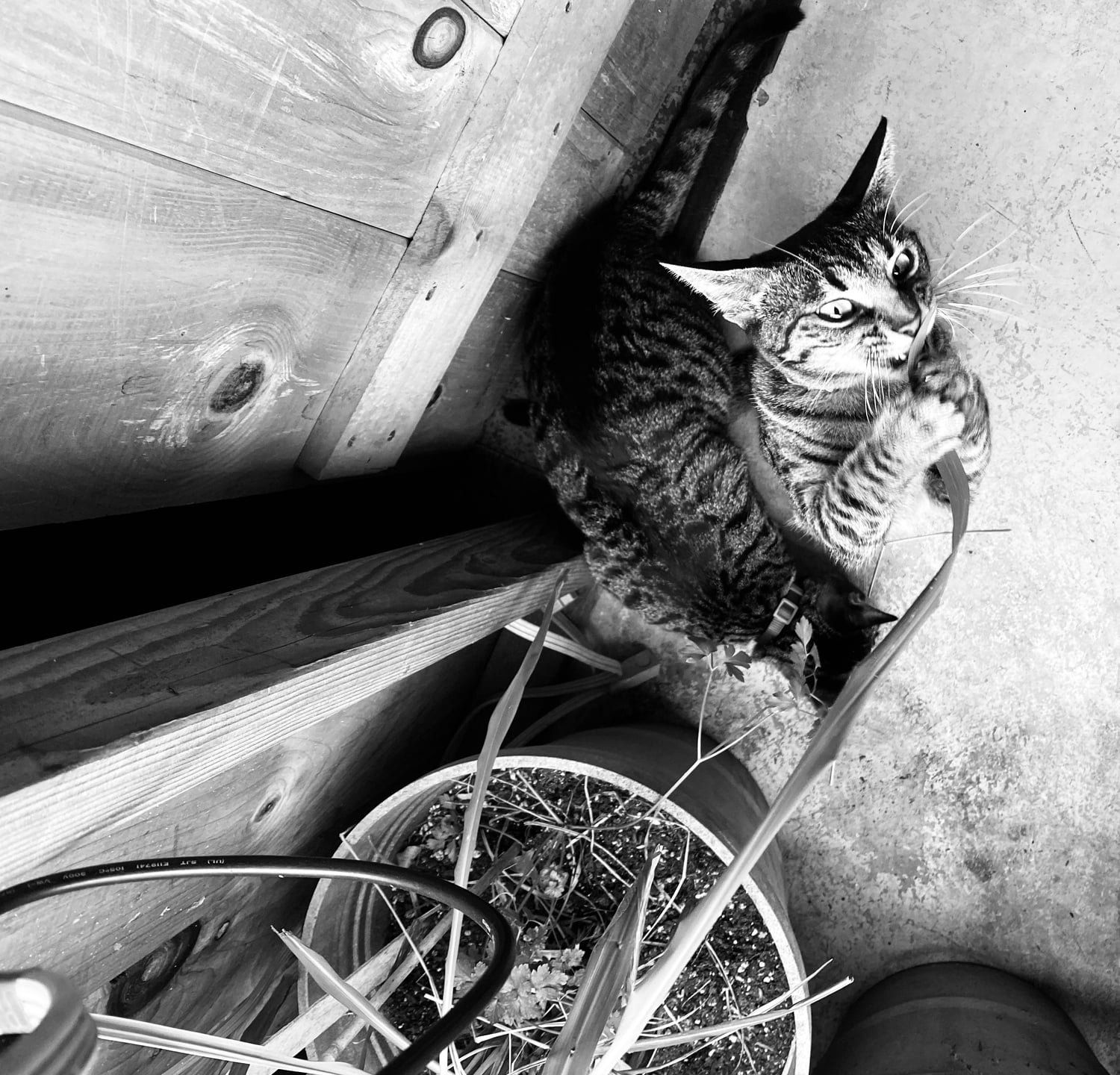 Plant destroyer.