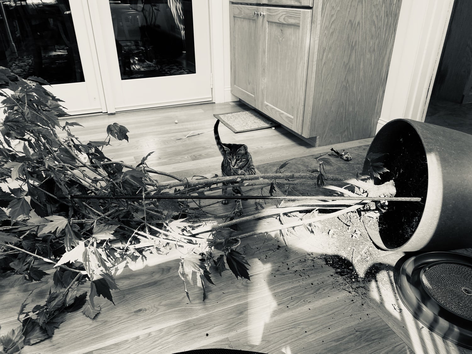 Kiki by a fallen plant.