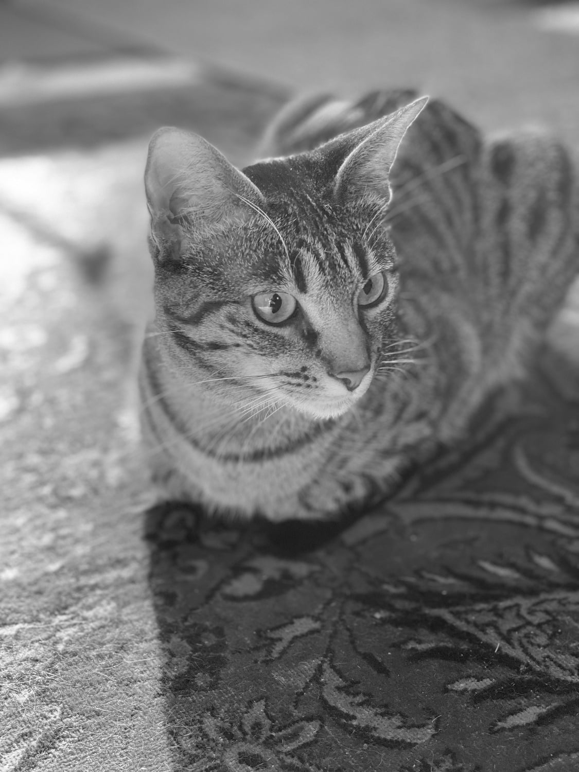 Little old lady (Jiji).
