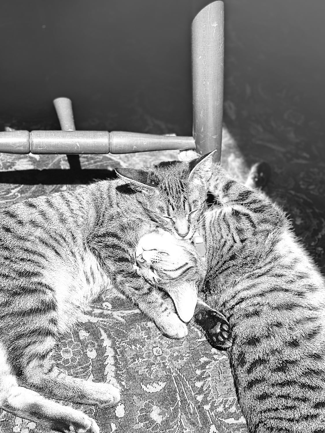 Jiji and Kiki in a pile in the sun.