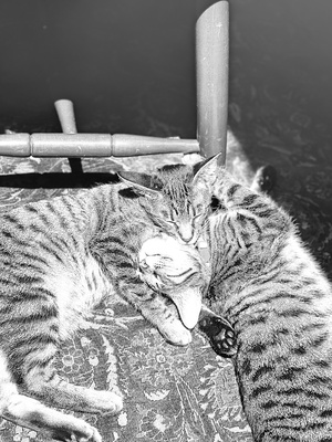 Cover image for Cats Sun Pile