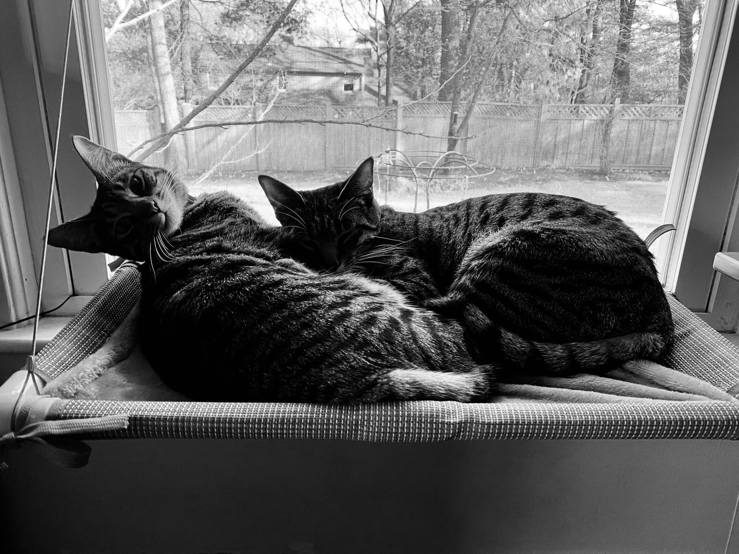 Jiji and Kiki by a window.