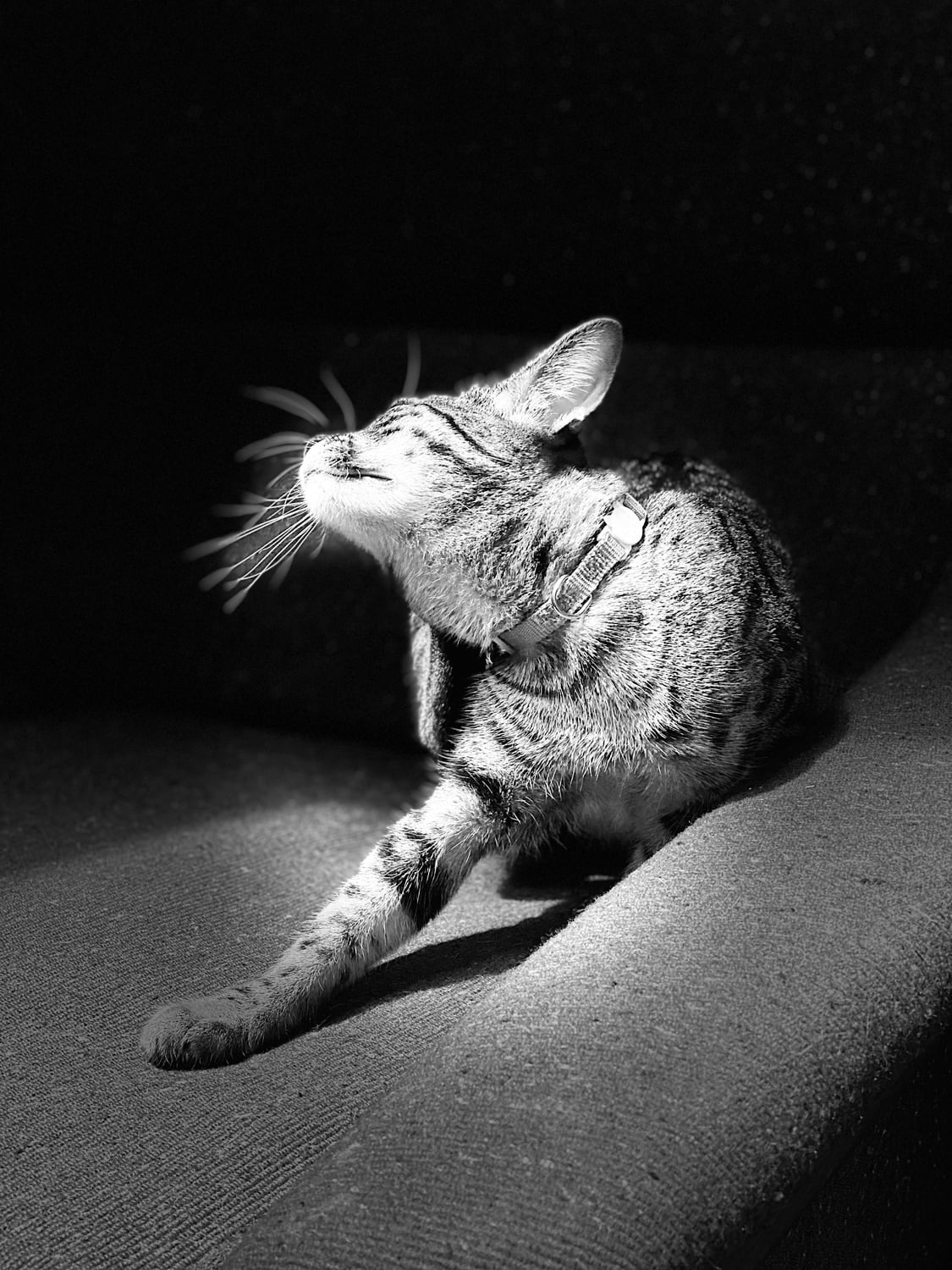 Jiji in the light.
