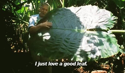 Cover image for Good leaf