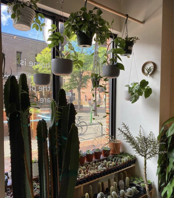 Cover image for niche davis sq