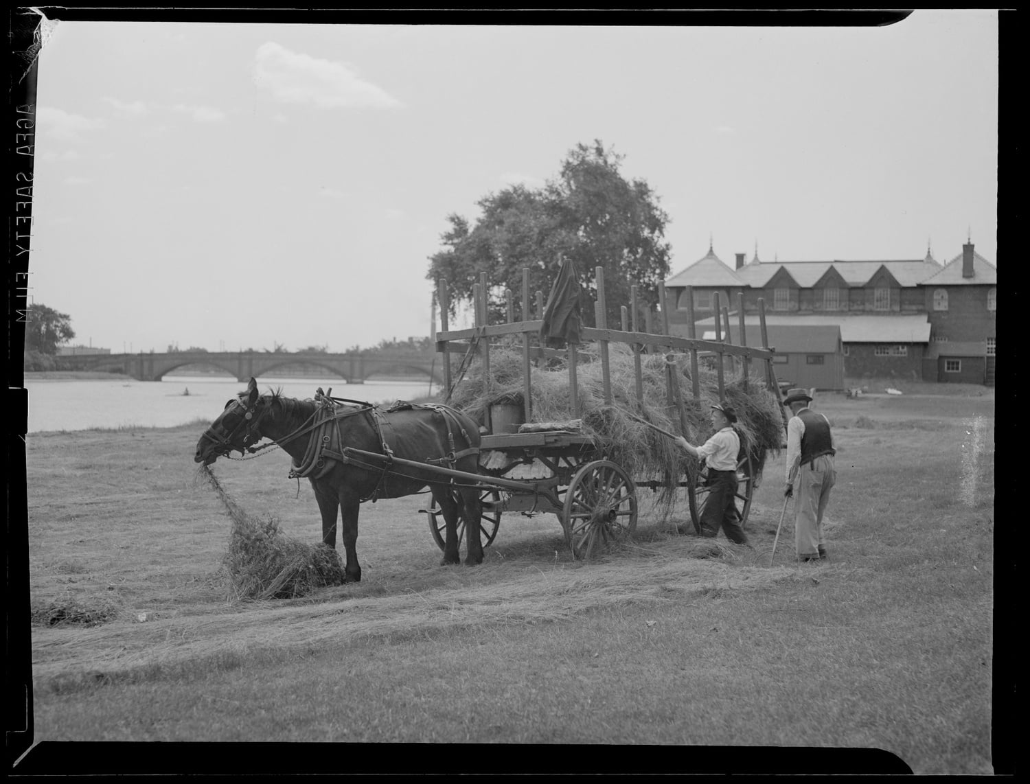 In a photo taken circa 1934–1956, farmers collect hay on a low-lying Allston marsh near where Cumnock Fields and the Harvard Athletic Complex stand today. Anderson Memorial Bridge and Newell Boathouse are pictured in the background.
