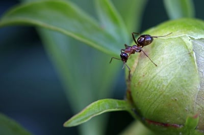 Cover image for The Ants: On A Legacy of Wonder