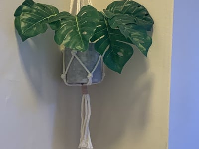 Cover image for plante