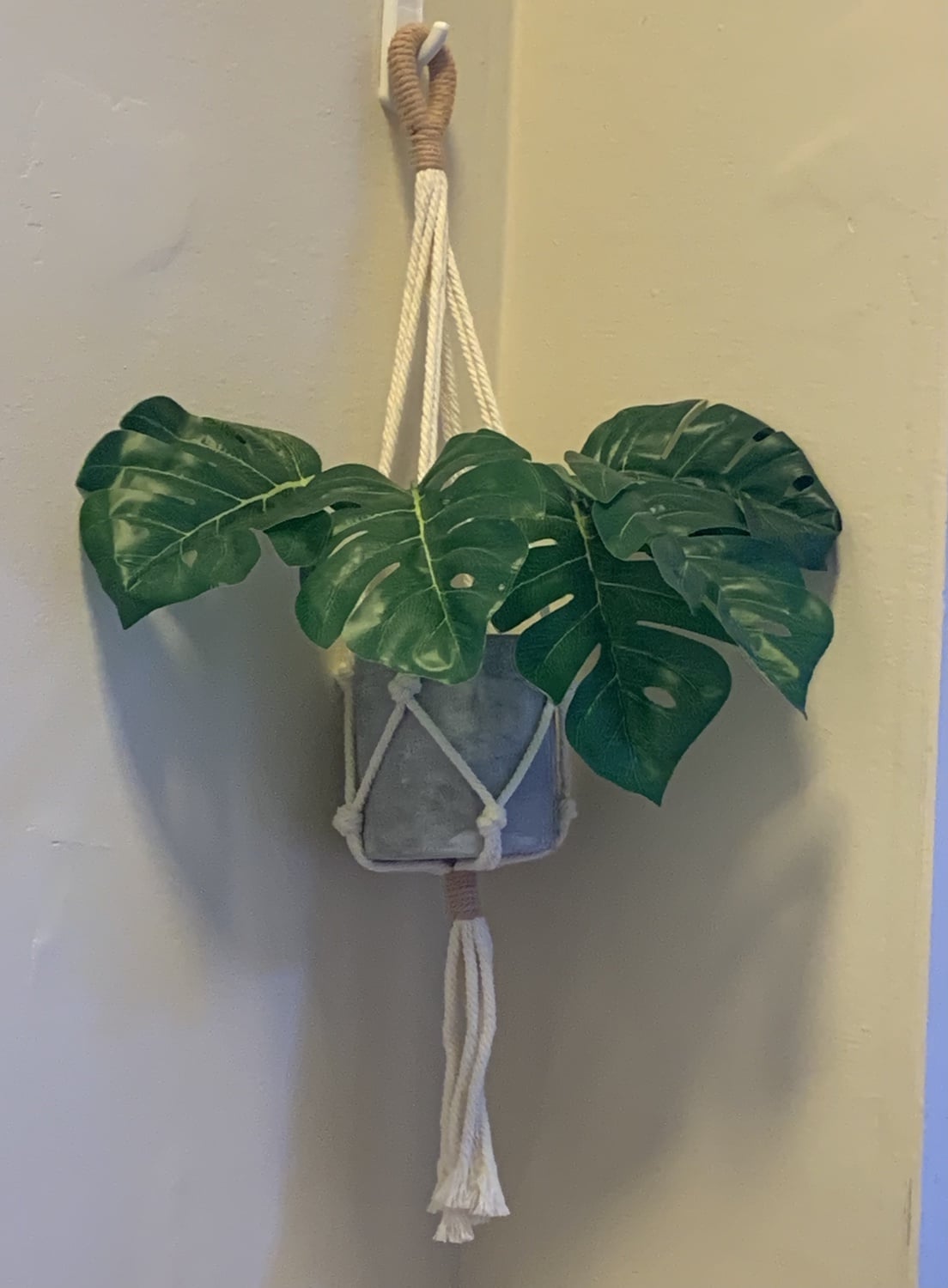 Our author's own personal plant collection (place your bets on if it's real or fake).