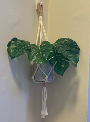 Cover image for plant