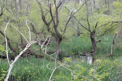 Cover image for Muddy pond landscape
