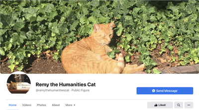 Cover image for How to: Catch a Glimpse of Remy the Cat
