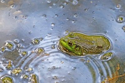 Cover image for Avoiding the Wait: Leaning In, Zooming Out