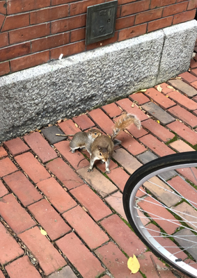 Cover image for Squirrel On The Bricks