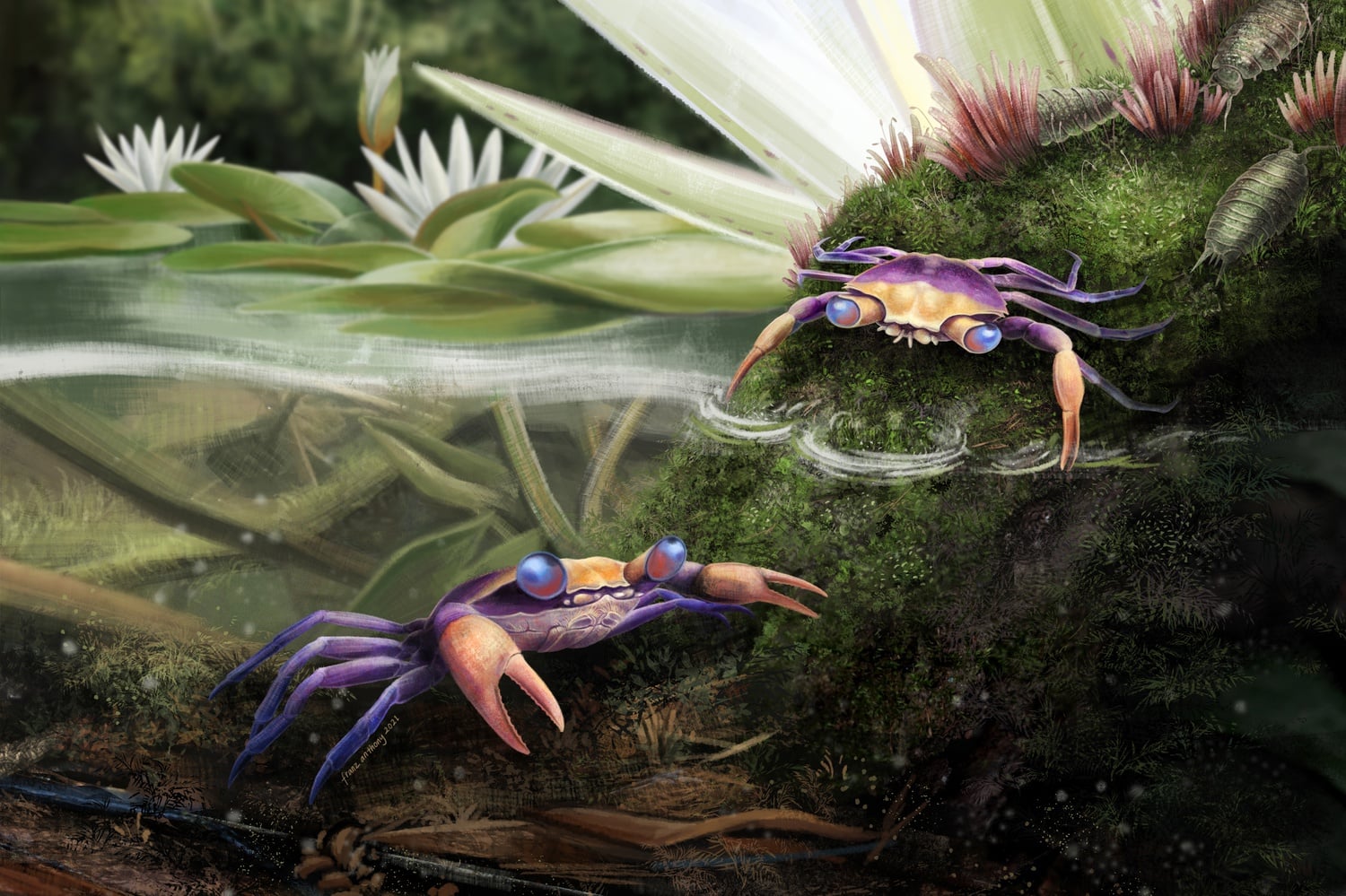 Amber recovered from the jungles of Southeast Asia by Harvard postdoctoral researcher Javier Luque and his team provided new insights into what is now believed to be the oldest modern-looking crustacean species, Cretapsara athanata.