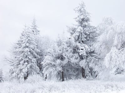 Cover image for Arts Playlist: Winter-Inspired Orchestral Music that Will Ruin Your Christmas Parties