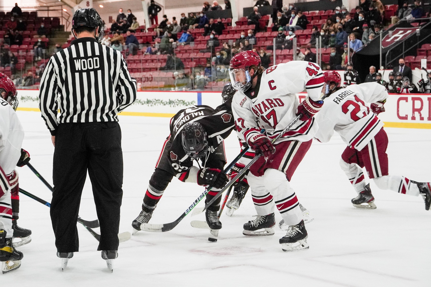 Senior forward and captain Casey Dornbach battles in the faceoff circle in a Nov. 23 victory over Brown. Dornbach recorded an assist in the victory over St. Lawrence.