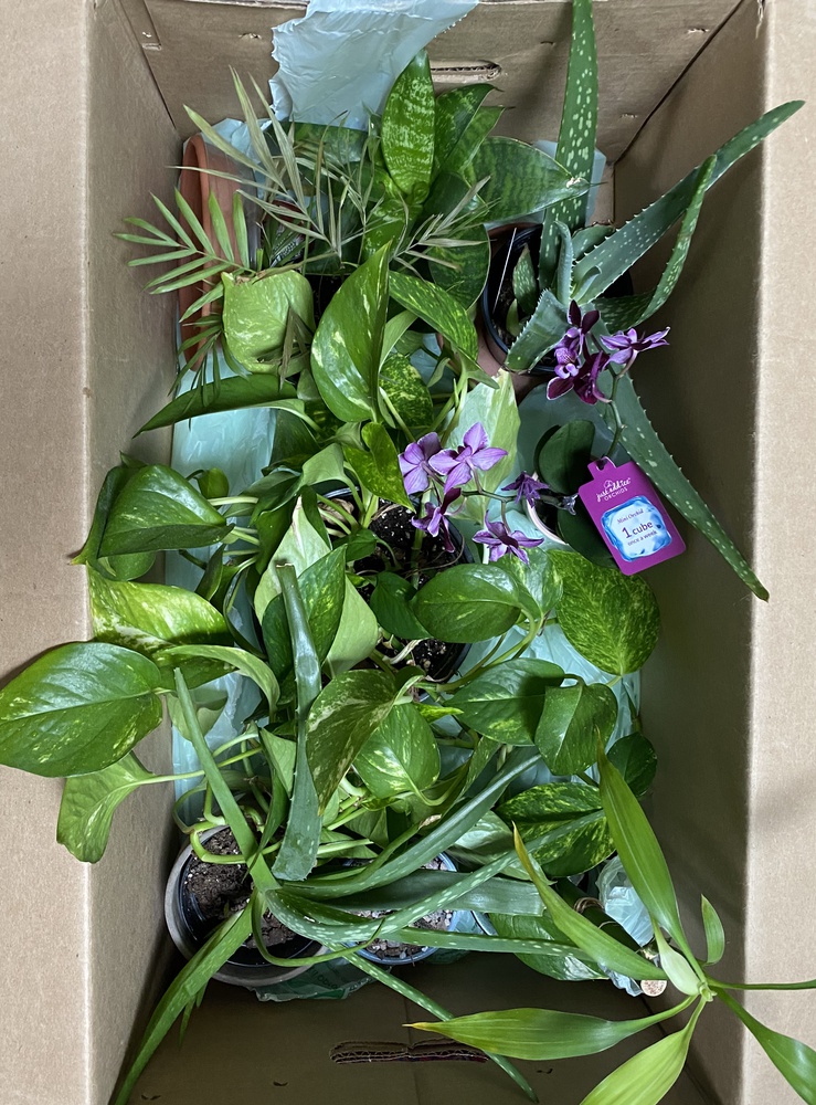 A box of various plants the author's friends entrusted to her to take care of.